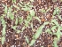 IMAGE000.JPG - 7,937BYTES