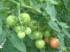 IMAGE004.JPG - 3,928BYTES