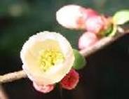 bokew71-c